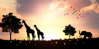 淡黄色动物长颈鹿大象树木飞鸟夕阳天空动物展板背景